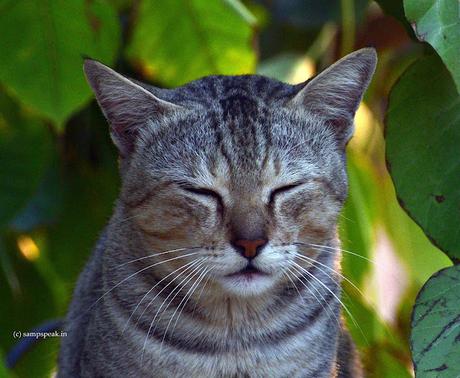 Cat Stare !!  -  பூனை கண்ணை மூடிக் கொண்டால் ???