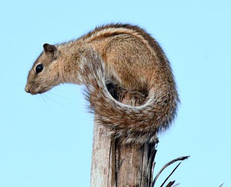cute tiny creatures !! ~ Udutha Bakthi ! ఉడుత భక్తి cute tiny creatures !! ~ Udutha Bakthi ! ఉడుత భక్తి