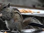 Cute Tiny Creatures Udutha Bakthi ఉడుత భక్తి