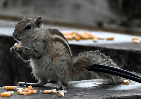 cute tiny creatures !! ~ Udutha Bakthi ! ఉడుత భక్తి cute tiny creatures !! ~ Udutha Bakthi ! ఉడుత భక్తి