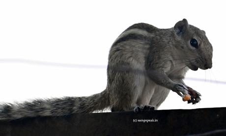 cute tiny creatures !! ~ Udutha Bakthi ! ఉడుత భక్తి cute tiny creatures !! ~ Udutha Bakthi ! ఉడుత భక్తి