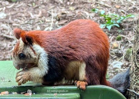 cute tiny creatures !! ~ Udutha Bakthi ! ఉడుత భక్తి cute tiny creatures !! ~ Udutha Bakthi ! ఉడుత భక్తి