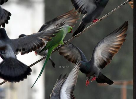 தம்தன நம்தன தாளம் வரும், புது ராகம் வரும் !!!