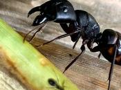 Black Camponotus Japonicus