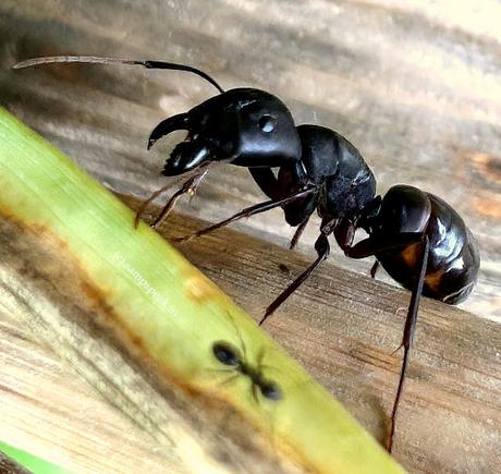the big black ant !!   ~     Camponotus japonicus ?
