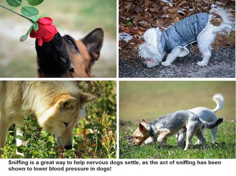 🌟 Discover Sniffspot: Your Dog’s New Favorite Escape! 🐾 🌟 Discover Sniffspot: Your Dog’s New Favorite Escape! 🐾