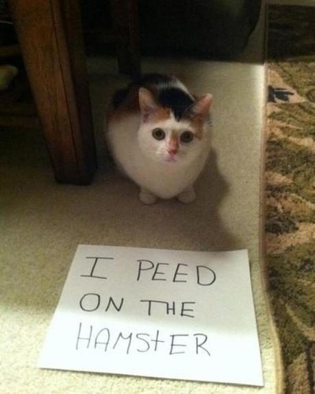 Cat Shaming