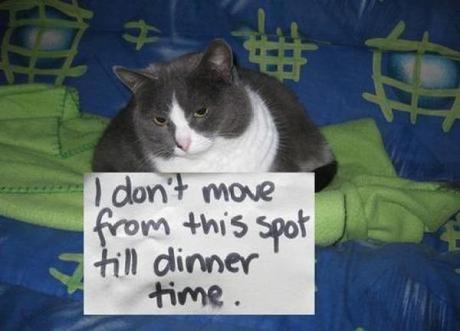 Cat Shaming