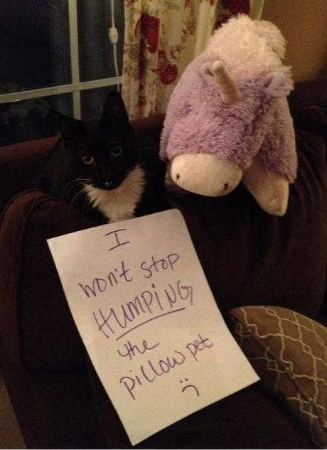 Cat Shaming