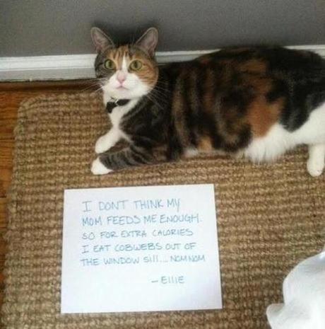 Cat Shaming