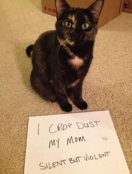 Cat Shaming