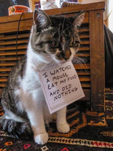 Cat Shaming