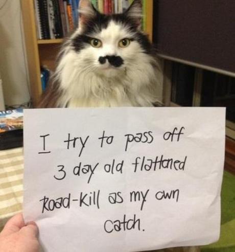 Cat Shaming