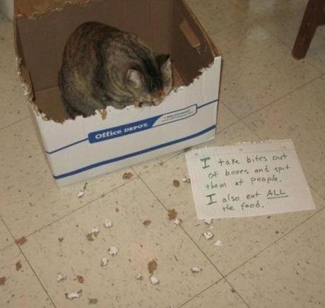 Cat Shaming