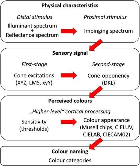 Distal Stimulus Definition
