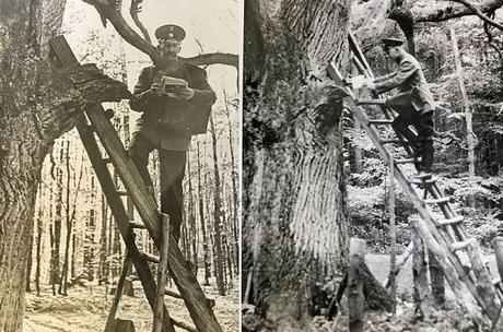 Beyond Roses and Chocolates: 10 Fascinating Romantic Traditions May tree romance: Germany