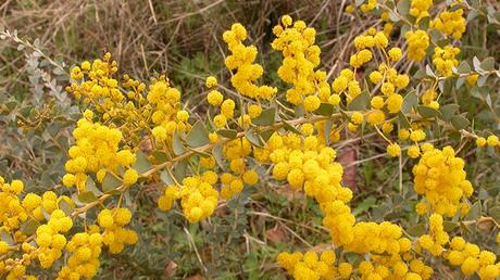 Acacia Pravissima Acacia Pravissima