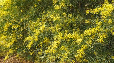 Acacia Boormanii Acacia Boormanii