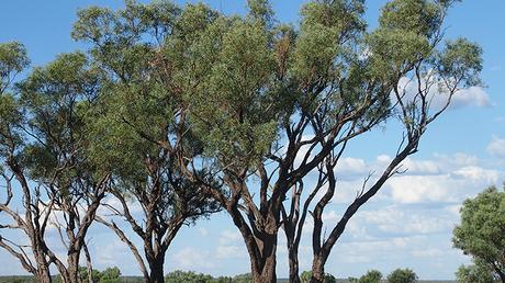 Acacia Cambagei Acacia Cambagei