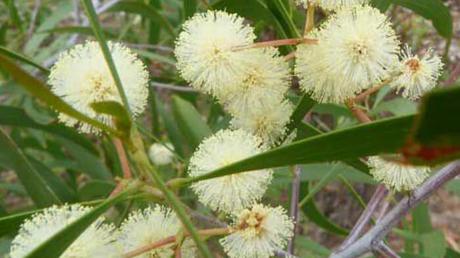 Acacia Implexa Acacia Implexa
