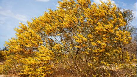Acacia Aneura Acacia Aneura