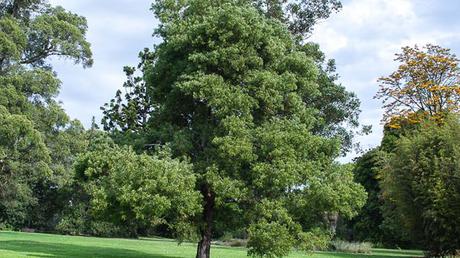 Acacia Melanoxylon Acacia Melanoxylon