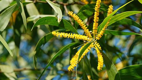 Acacia Auriculiformis Acacia Auriculiformis