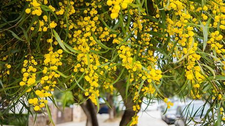 33 Types of Acacia Wood | Different Trees, Shrubs and Species Acacia Longifolia