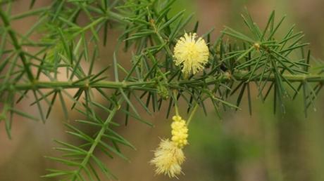 Acacia Verticillata Acacia Verticillata