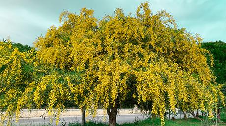 33 Types of Acacia Wood | Different Trees, Shrubs and Species Acacia Dealbata