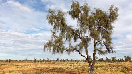 Acacia Peuce Acacia Peuce