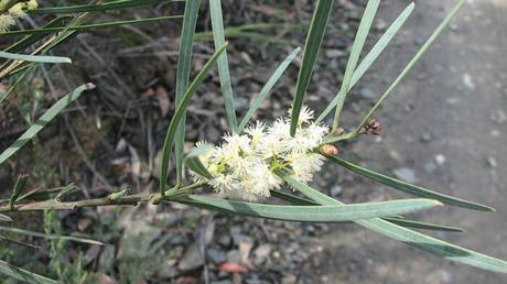 Acacia Suaveolens Acacia Suaveolens