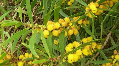 Acacia Confusa Acacia Confusa