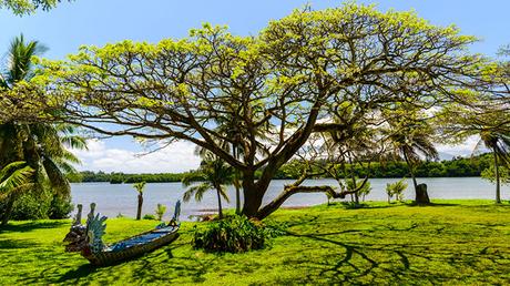 Acacia Koa Acacia Koa