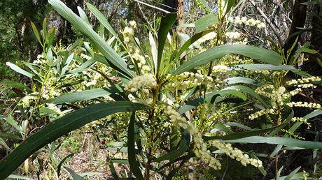 Acacia Obtusifolia Acacia Obtusifolia