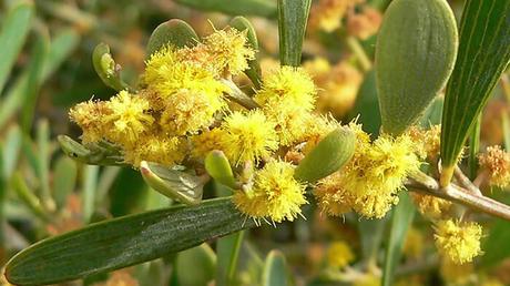Acacia Redolens Acacia Redolens