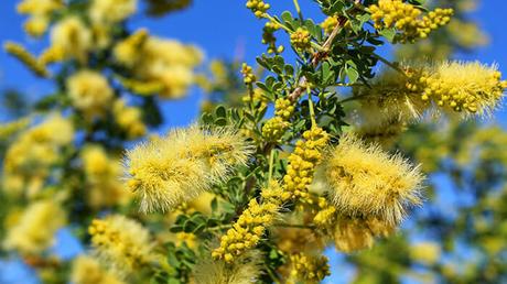 Catclaw Acacia Catclaw Acacia