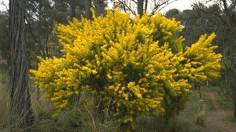 Acacia Rubida Acacia Rubida