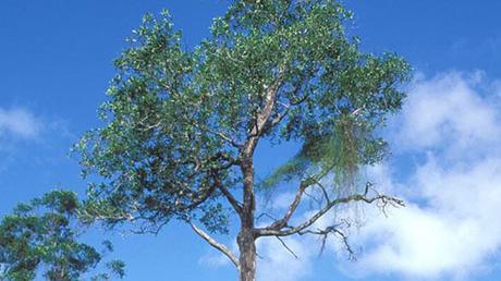 Acacia Mangium Acacia Mangium