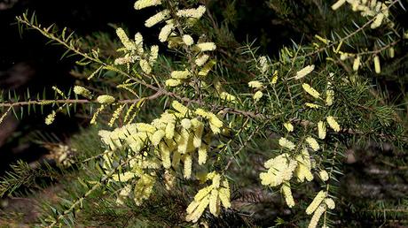 33 Types of Acacia Wood | Different Trees, Shrubs and Species Acacia Oxycedrus