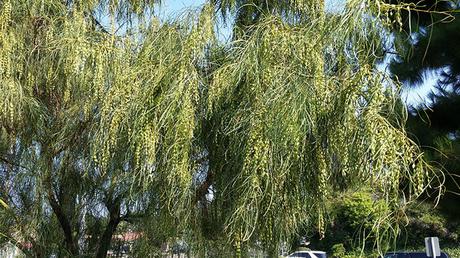 Acacia Stenophylla Acacia Stenophylla