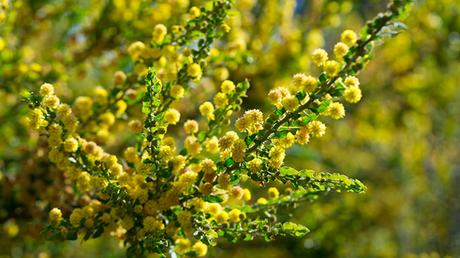 33 Types of Acacia Wood | Different Trees, Shrubs and Species Acacia Paradoxa