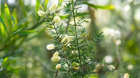 Acacia Ulicifolia Acacia Ulicifolia