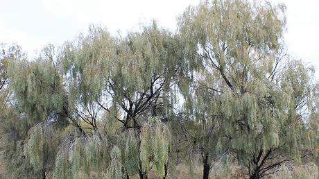 33 Types of Acacia Wood | Different Trees, Shrubs and Species Acacia Pendula