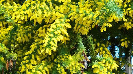 Acacia Baileyana Acacia Baileyana