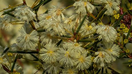 Acacia Genistifolia Acacia Genistifolia