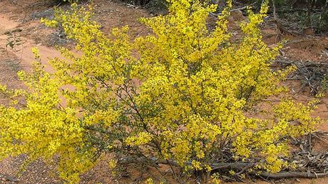 Acacia Buxifolia Acacia Buxifolia