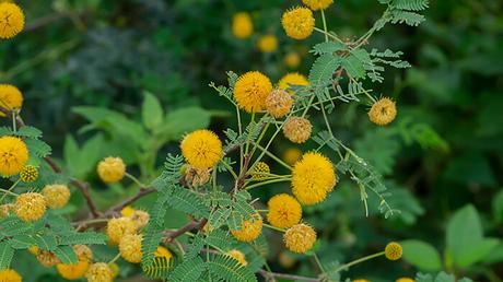 Acacia Farnesiana Acacia Farnesiana