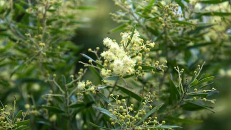 Acacia Myrtifolia Acacia Myrtifolia