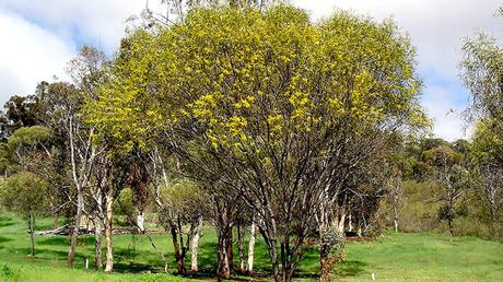 Acacia Acuminata Acacia Acuminata
